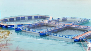 Промышленное рыбоводство и экологический туризм