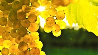 Янги ҳафтада ҳарорат +34 даражагача чиқади — Ўзгидромет