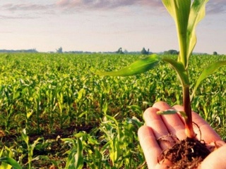 Ўсимликларни зараркунандалардан ҳимоялашнинг табиий усуллари