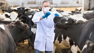 1 апрелдан ветеринарлар ҳам шифокор ва ҳамшираларга тенг миқдорда маош олади