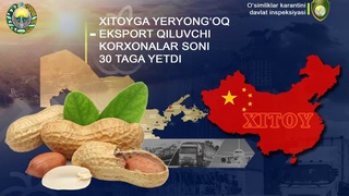 Хитойга ерёнғоқ экспорт қилувчи корхоналар сони 30 тага етди