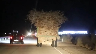 Бухорода саксовул кушандаларига қарийб 40 миллион сўм жарима белгиланди