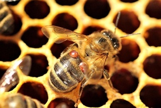 Oʻzbekistonda yiliga 25 ming tonnadan ziyod asal yetishtiriladi