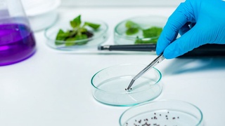 Карантин растений: контроль, качество и инновации