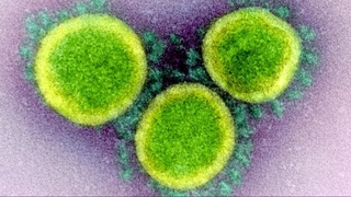 В геноме коронавируса нашли загадочный скрытый ген