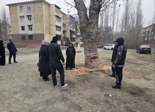 Фарғонада кўпйиллик чинор дарахтини кесмоқчи бўлган фуқаролар қамоққа олинди