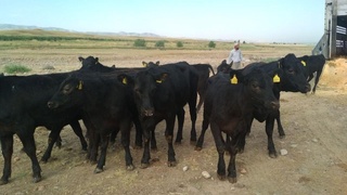 Оҳангаронга Нидерландиядан наслли қорамоллар олиб келиняпти