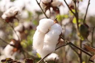 В Минсельхозе назвали минимальную ожидаемую цену на урожай хлопка 2023 года