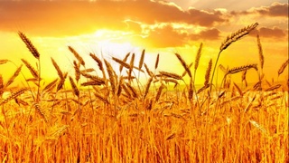 Қишлоқ хўжалиги соҳасида рўйхатдан ўтказиш бўйича синов ўтказилади