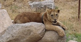 В Самаркандской области задержан мужчина, пытавшийся спрятать львенка во дворе дачного участка