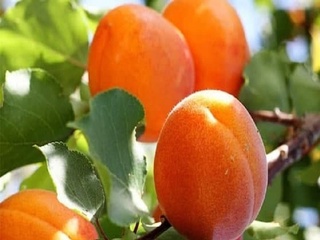 Өзбекстан 14 елге өрік экспорттады