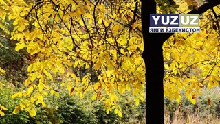 Эртага Республикамизда ёғингарчилик кузатилмайди