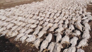 Проведен анализ инцидента на Кашкадарьинской птицефабрике