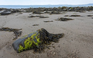 Океанларнинг кислоталаниш даражасининг ошиши сув ўтларининг йўқолиб кетишига олиб келиши мумкин – олимлар