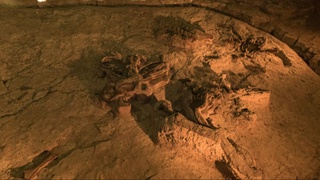 Misr sahrosida ilm-fanga noma'lum bo'lgan titanozavrning suyaklari topildi