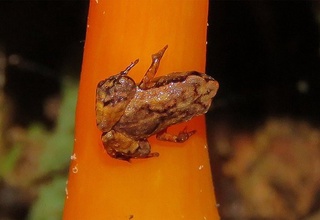 Дунёдаги энг кичик умуртқали ҳайвон топилди