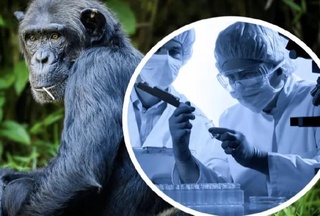 Маймун чечагини юқтирган беморларнинг ўн фоизи ҳаётдан кўз юммоқда