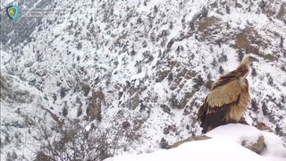 Ҳисор давлат қўриқхонасида оқ бошли қумой фото-қопқонга тушди