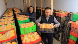 Боғишамолнинг лимон ва апельсинлари Боку бозорларигача кириб борди