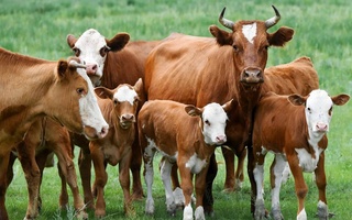 Как государство будет поддерживать животноводство?