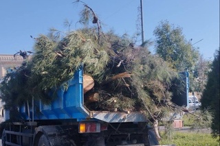 Термизда 219 туп дарахт ноқонуний кесиб ташланди