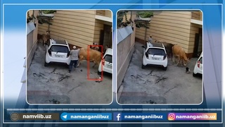 Namanganda qoramol suzishi oqibatida ona-bola jarohatlandi