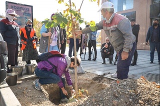 “Ucell” эккан дарахтлар кўкка бўй чўзяпти