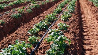 Ховослик фермер ғўзаларни уяли телефон ёрдамида суғоради