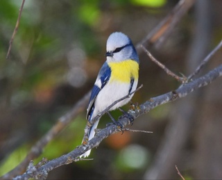 В Зарафшанском национальном природном парке проведен учет птиц и животных