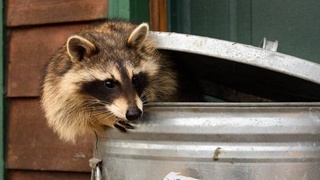 AI is being used to combat raccoon infestations in Japan