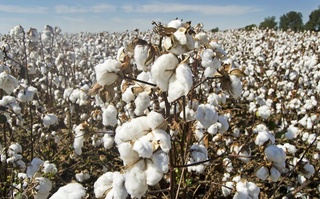 Производителям хлопка предоставляется право уплачивать НДС в рассрочку