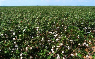 В Узбекистане объявили «Ударные 30 дней» против вредителей хлопчатника