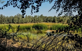 В Ургенче создадут третий по счету в стране Ботанический сад