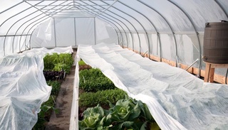 Яқин кунларда Ўзбекистон ҳудудига кириб келиши кутилаётган совуқдан экинларни қандай асраш мумкин?