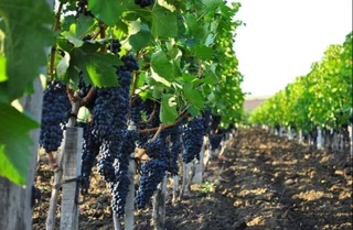 Qaysi hududda eng koʻp uzum yetishtirilgan?