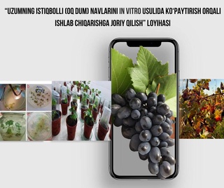 Дар вилояти Навоӣ бренди миллии ангур офарида мешавад