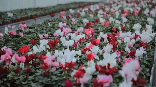 В «Центре цветоводства» Давлатабадского района открыты учебные курсы