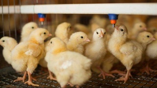 Certain tax rates at a rate of 50 percent will be imposed on entrepreneurs whose main business activity is poultry farming