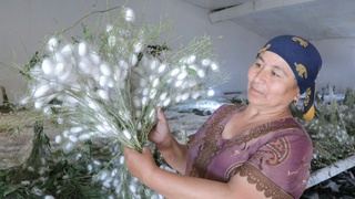 Gʻuzorda pilla rejasi ortigʻi bilan bajarildi