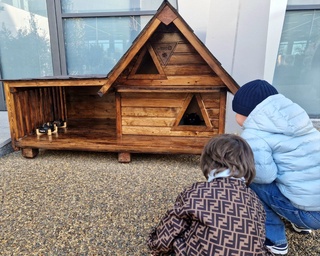 Тошкент аэропортида мушуклар учун уйлар ўрнатилди