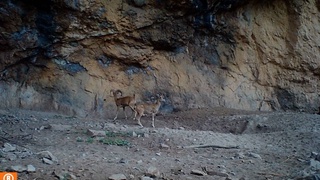 Впервые в фотоловушку Сурханского заповедника попали мархур и уриал