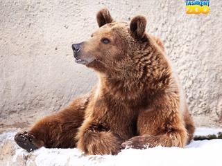 Тошкент ҳайвонот боғи илмий ходими: "Зузу ёввойи табиат қўйнига қўйиб юборилишга тайёр эмас"