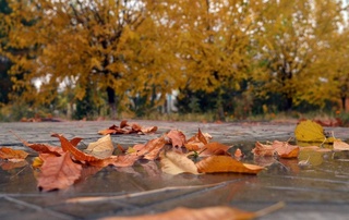 Ertaga koʻplab hududlarda havo oʻzgarib turadi, yogʻingarchilik boʻlmaydi