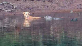 Ҳиндистонда дарёга тушиб кетган итни тимсоҳлар қутқариб қолди
