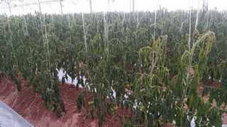 С областного предприятия электрических сетей взыскали более 400 миллионов сумов материального ущерба