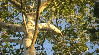 Ekologiya vazirligi daraxt kesish moratoriysiga oid bayonot berdi