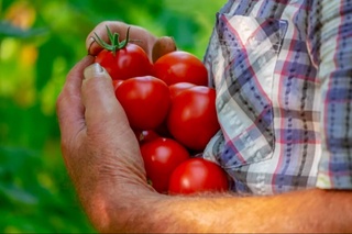 Буюк Британияда қурғоқчилик туфайли “номукаммал” сабзавотлар сотилиши мумкин