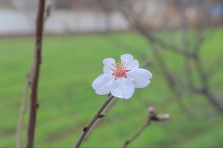 6–8-fevral kunlari Oʻzbekistonda ob-havo qanday boʻladi?