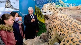 В защиту снежного барса