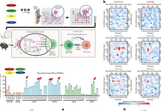 Саратон касаллигига қарши иммунитетни кучайтирувчи липид нанозаррачалар аниқланди